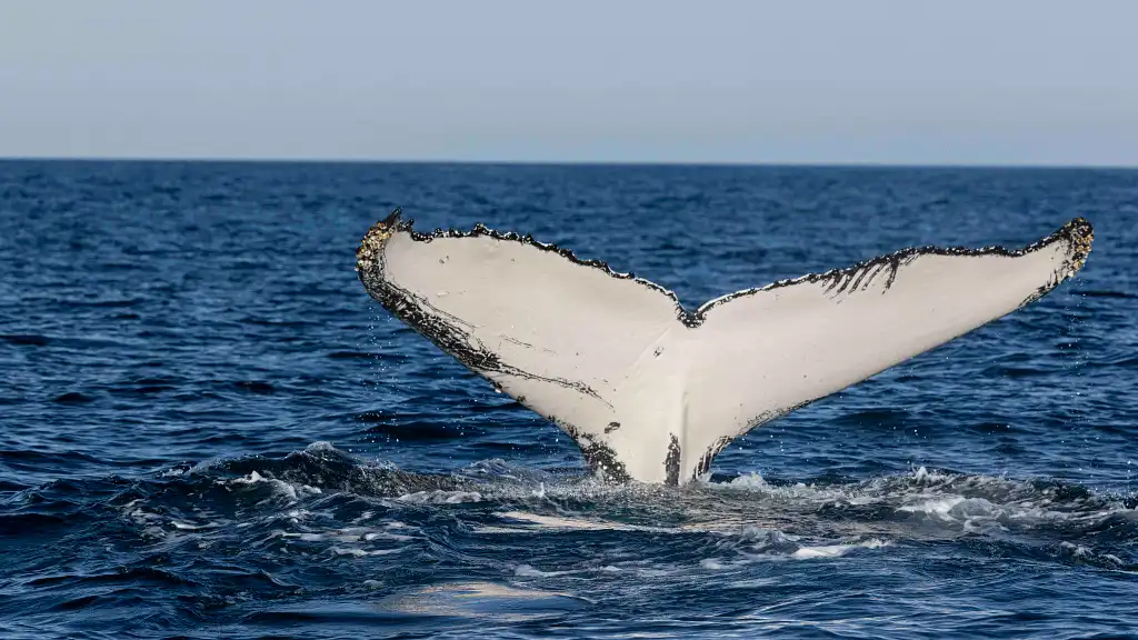 Whale Watching Tour Byron Bay