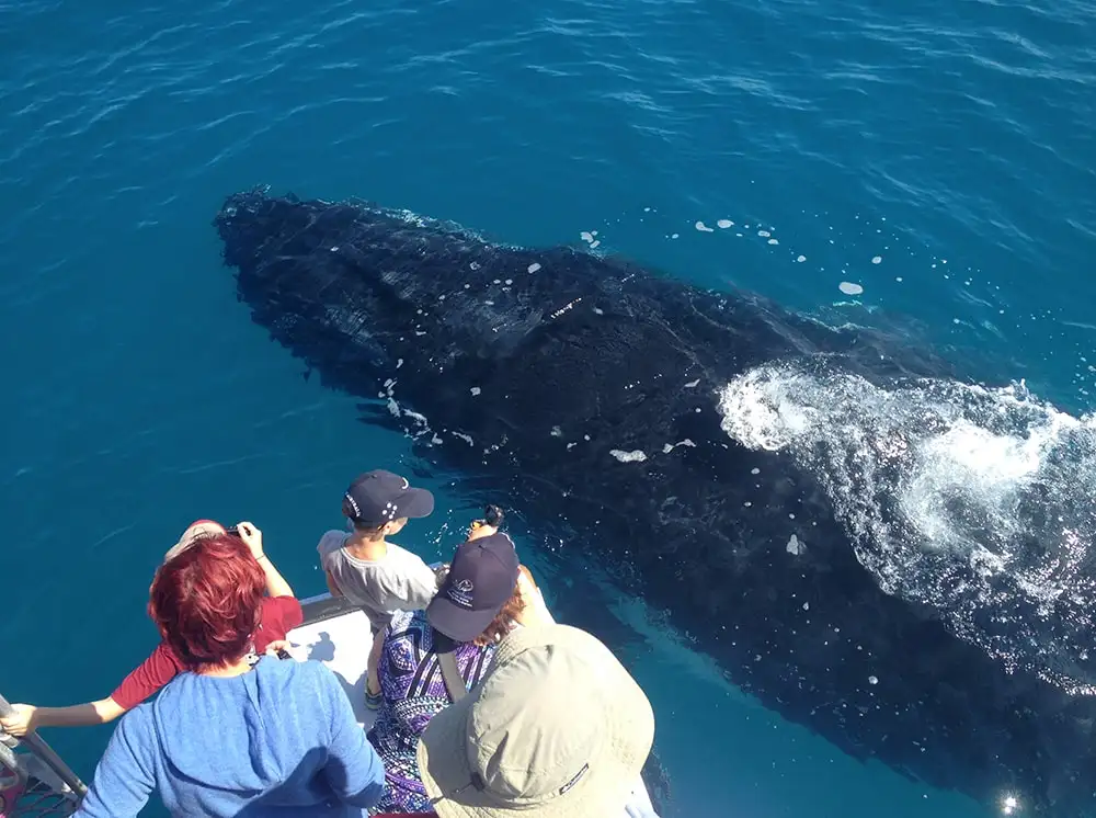 Noosa Whale Watch