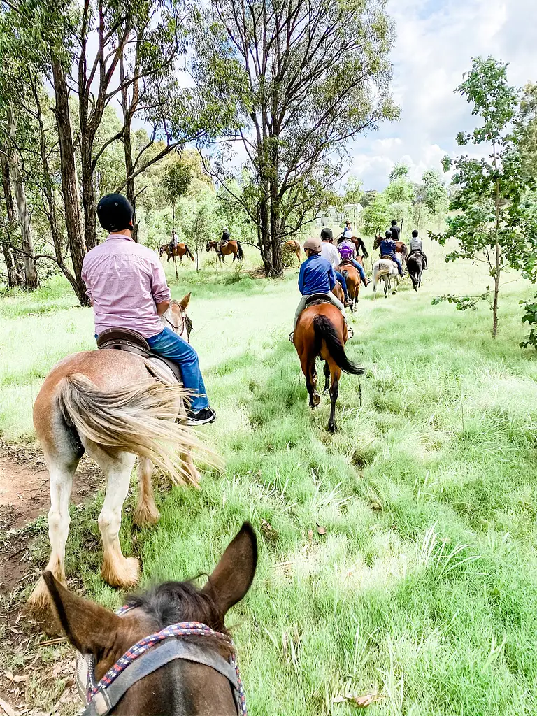 Hunter Valley Bushland Trail Horse Ride