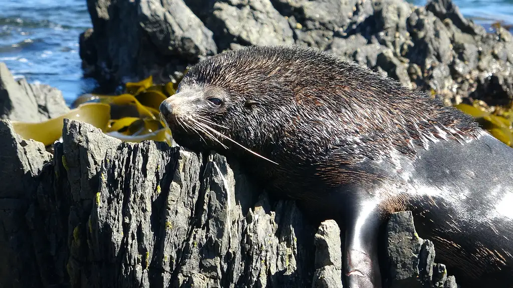 Seal Coast Safari