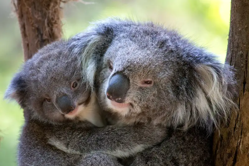 Puffing Billy Steam Train & Wildlife Tour | From Melbourne