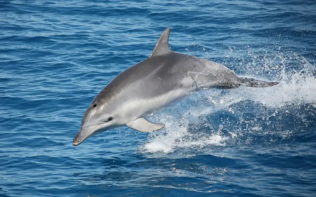 K'gari (Fraser) Island Whale Watching Encounter - Departing Hervey Bay