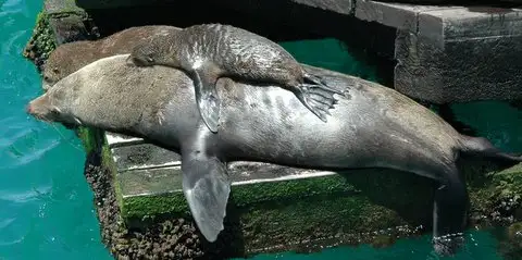 Port Phillip Bay Wildlife Adventure Cruise