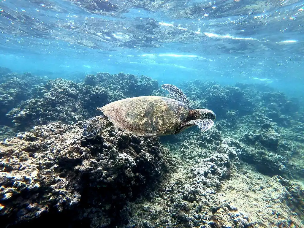 Oahu Island Turtle Tour