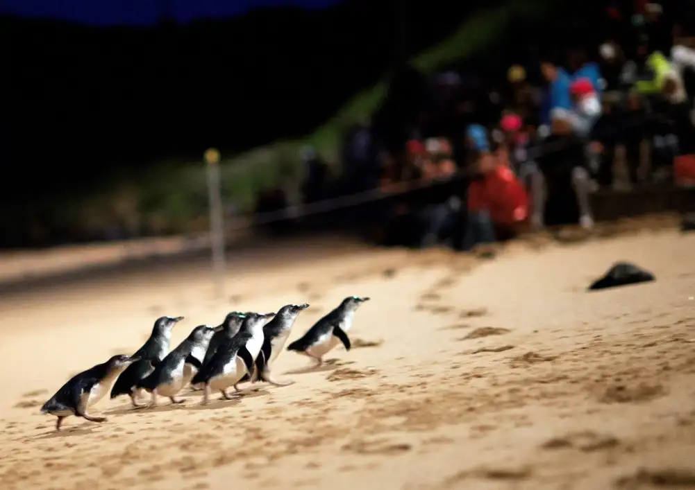 Phillip Island Penguin Parade Ultimate Eco Tour