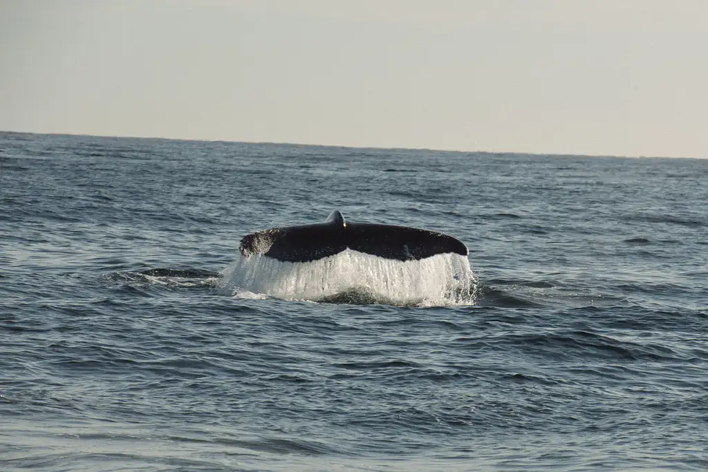 Safari-Style Whale Watching