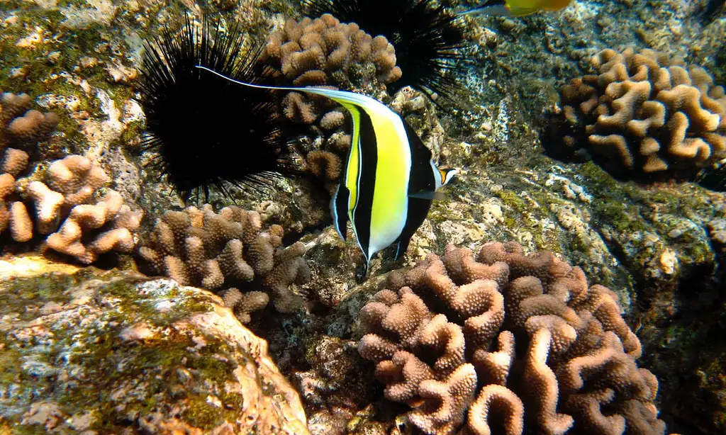 Kealakekua Bay Snorkel Tour - Captain Cook Exclusive