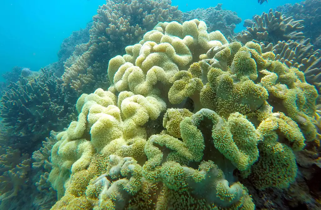 Glass Bottom Boat Tour - Shute Harbour