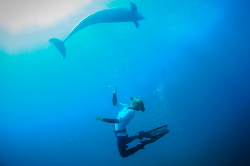 3 Hour Dolphin And Seal Swim - Port Phillip