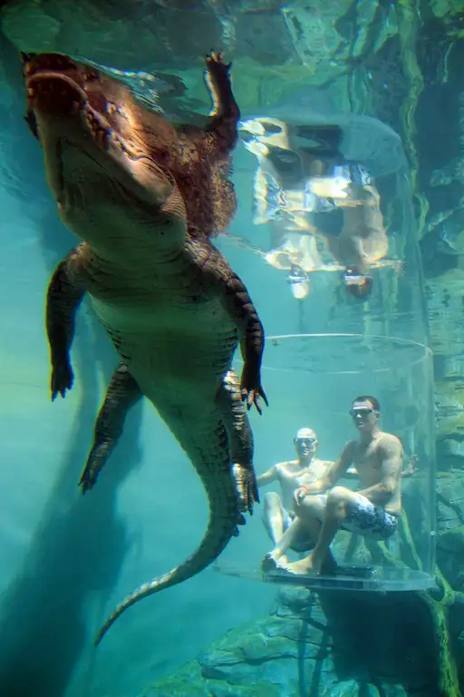 Crocosaurus Cove Entry & Cage of Death for 2 People