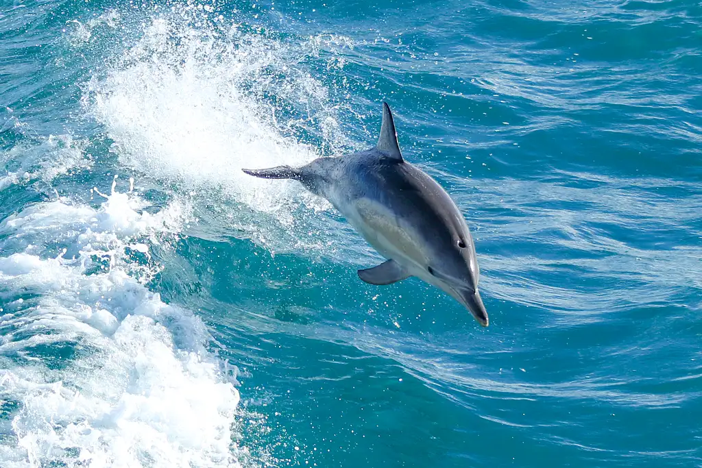 Phillip Island Dolphin & Whale Cruise