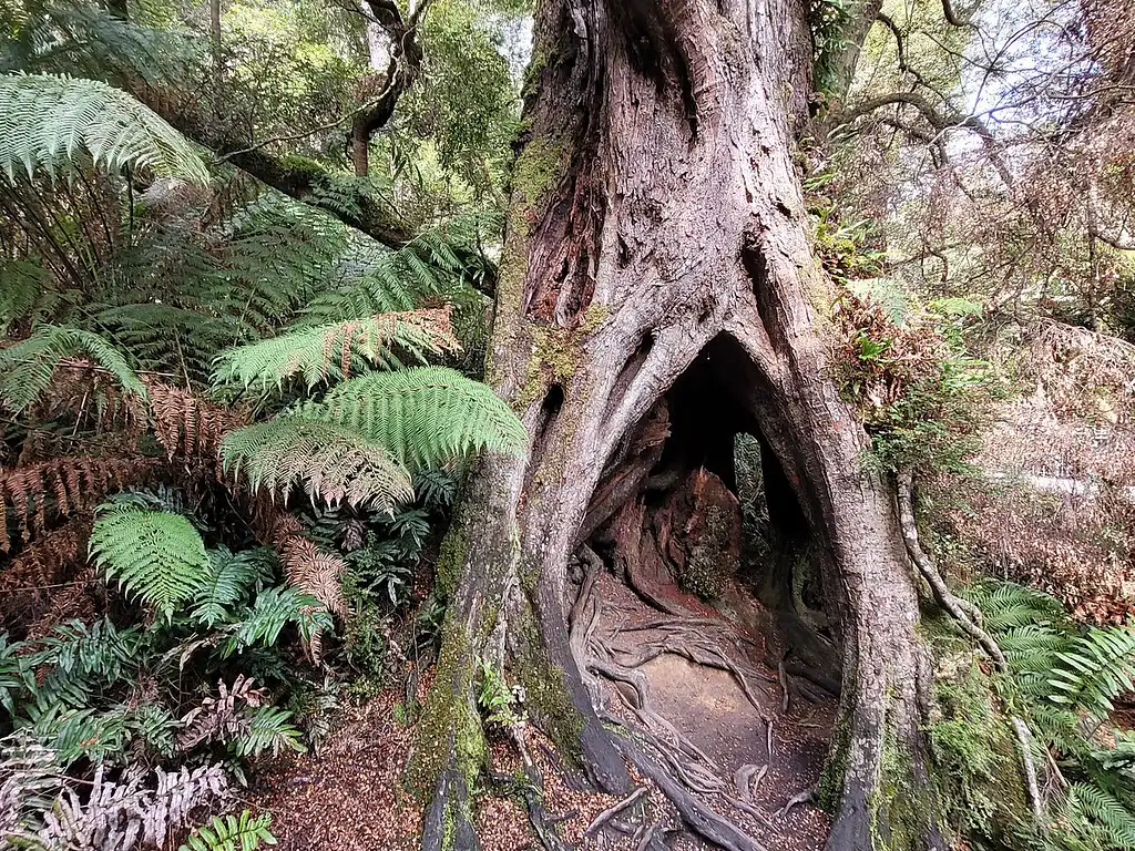 Great Ocean Road and Wildlife Full Day Small Group Tour