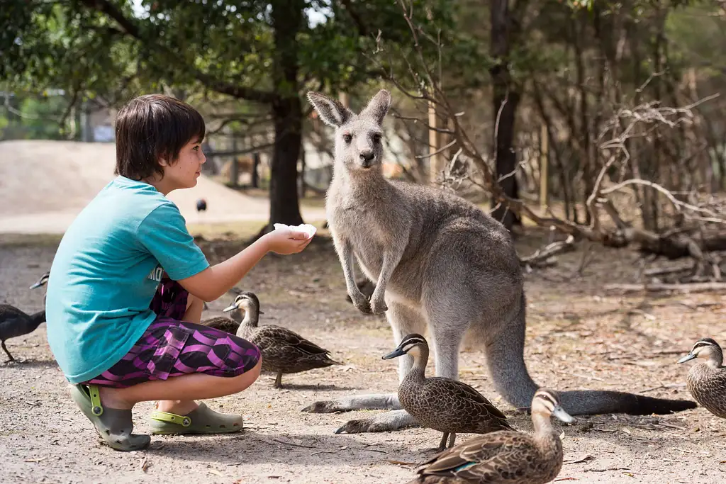 Mornington Peninsula and Penguin Parade - Day Tour