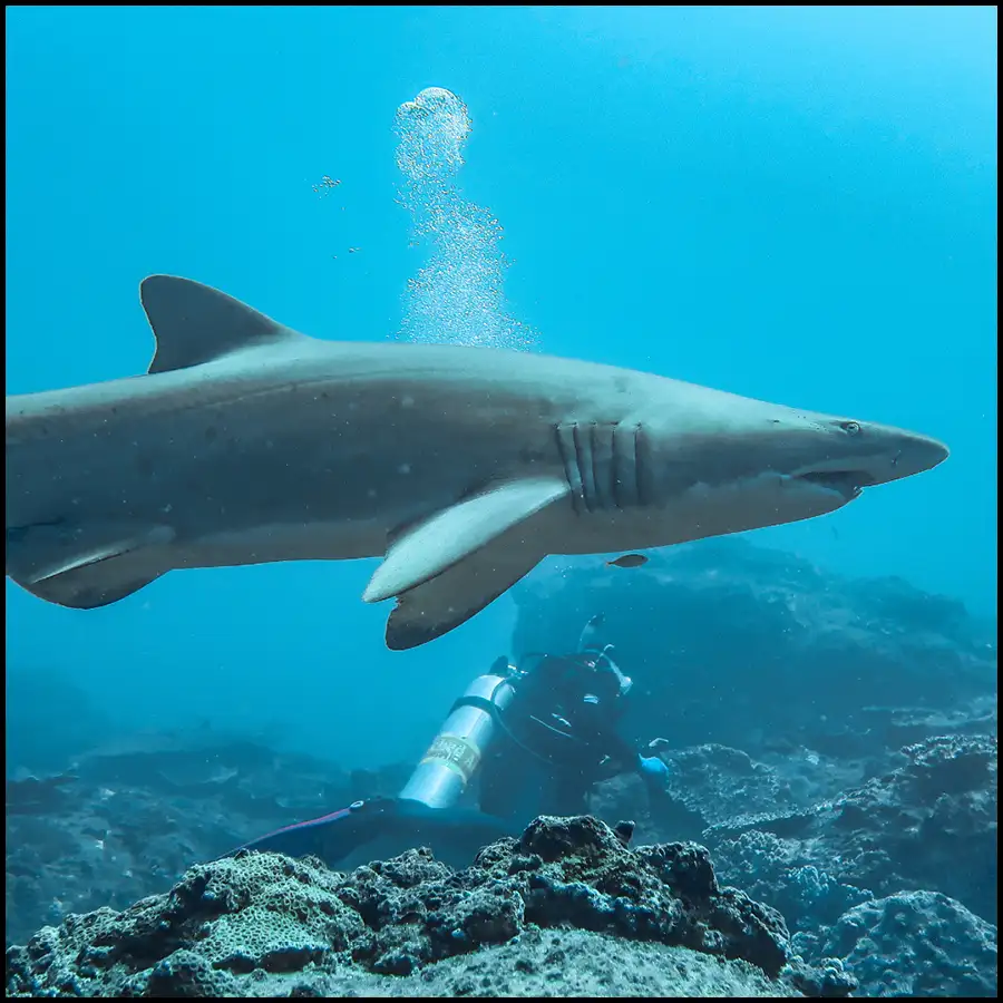 Grey Nurse Shark Reef Double Dive