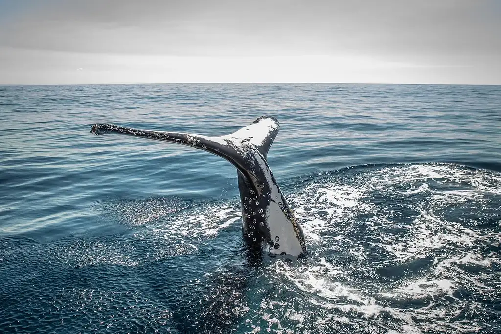 Sydney Whale Watching Adventure Cruise