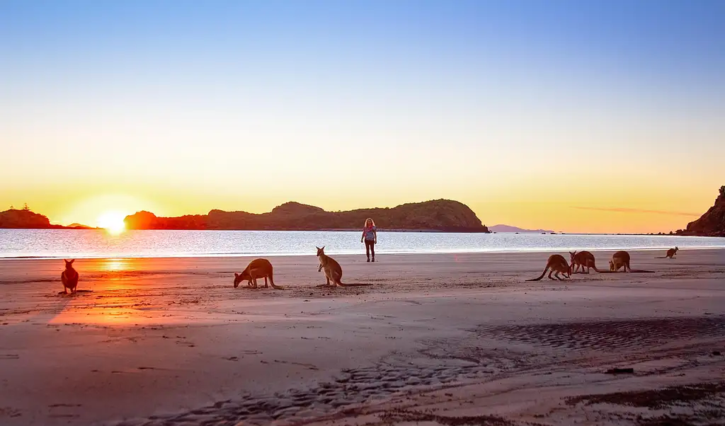 Kangaroos on the Beach at Sunrise & Wildlife Tour