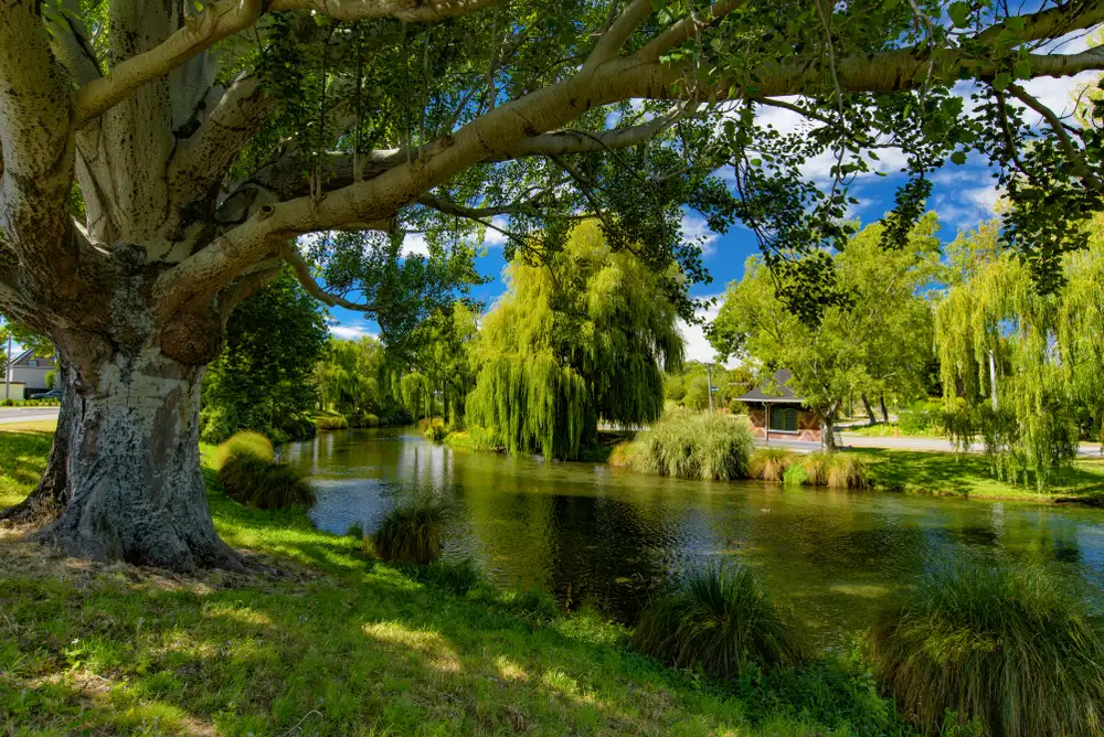 'Buzzy Bee' Bus Pass | Auckland to Queenstown | Kiwi Experience