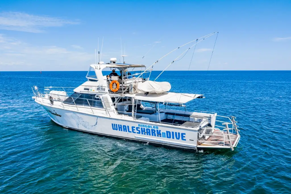 Whale Shark & Whale Watching Eco Tour - Ningaloo Reef (Aug-Oct)