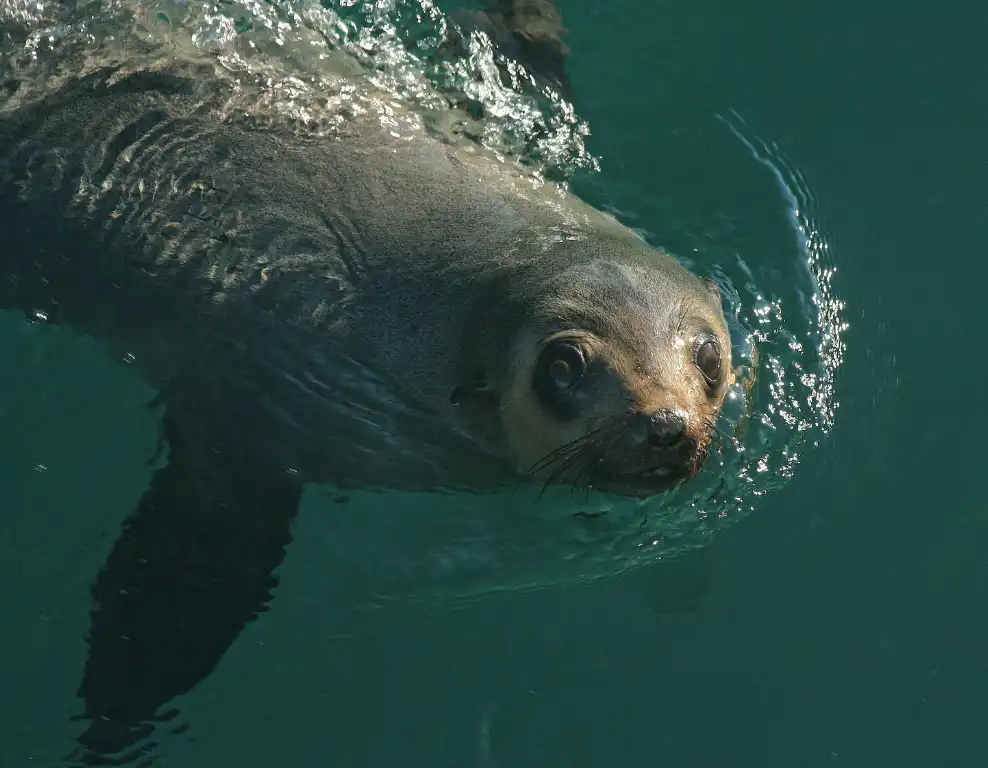 Phillip Island Seal Watching Cruise