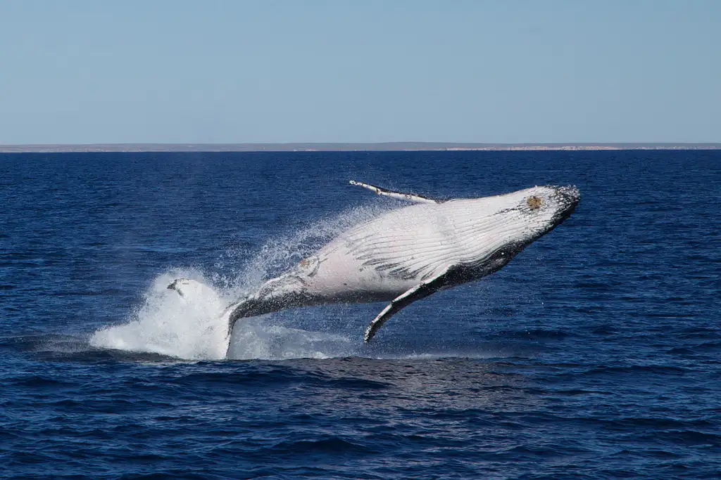 Coral Bay Whale Watching Tour