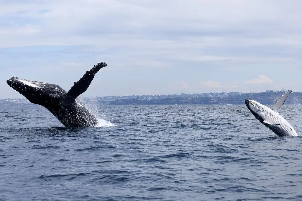 Sydney Whale Watching | Manly Wharf Departure