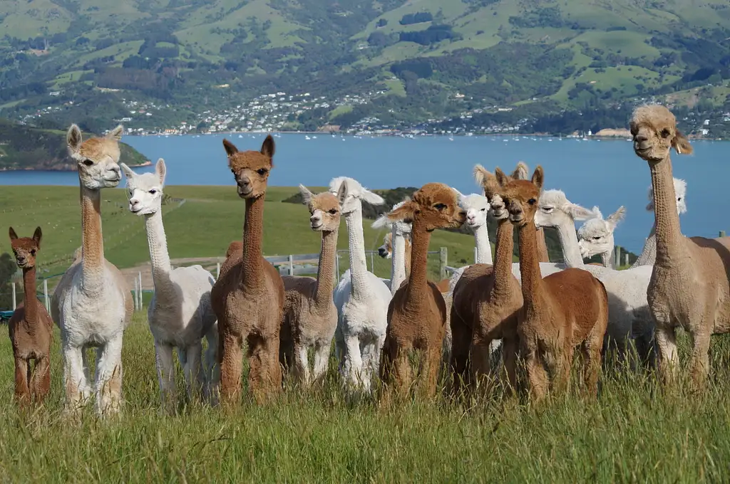 Shamarra Alpaca Farm Tour Akaroa | New Zealand