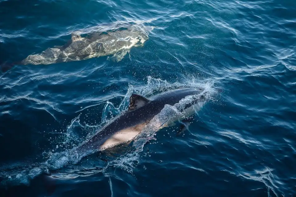 Sydney Whale Watching Tour - Circular Quay departure