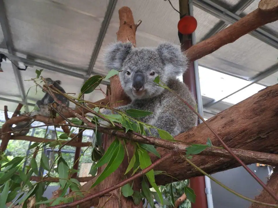 Kuranda Koala Gardens | Park Entry