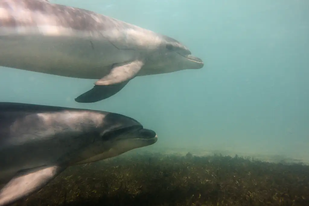 Great Reef Snorkel Tour - Swim with Dolphins and Seals