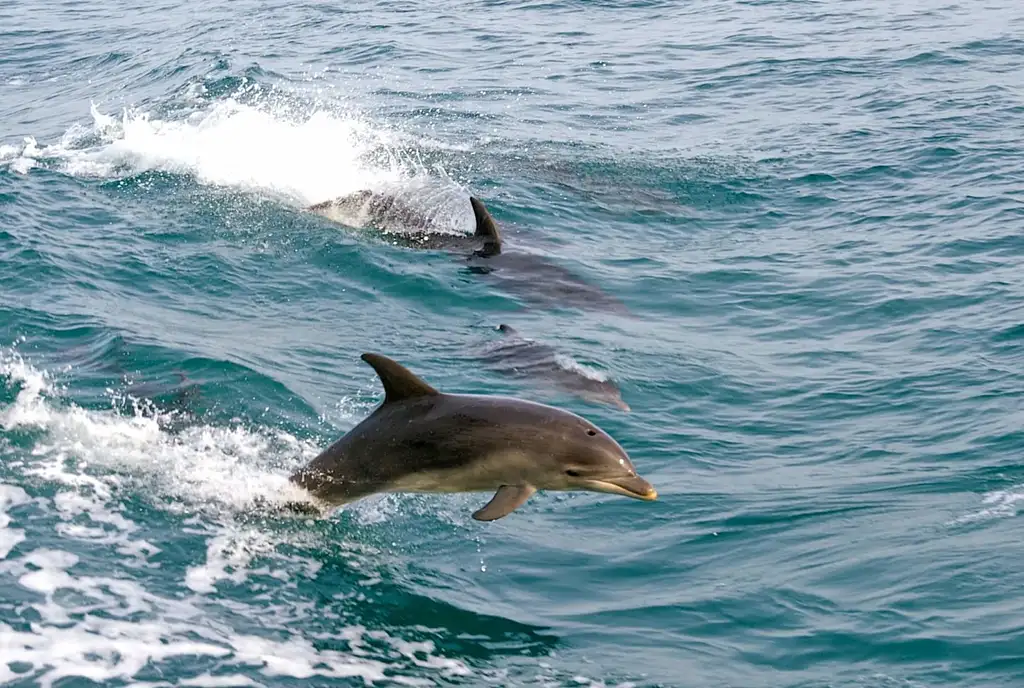 Wild Mornington Peninsula SUP Safari Adventure