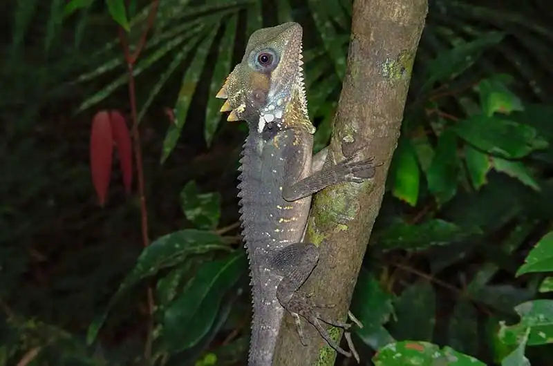 Full Day Or Half Day Daintree Rainforest Walkabout