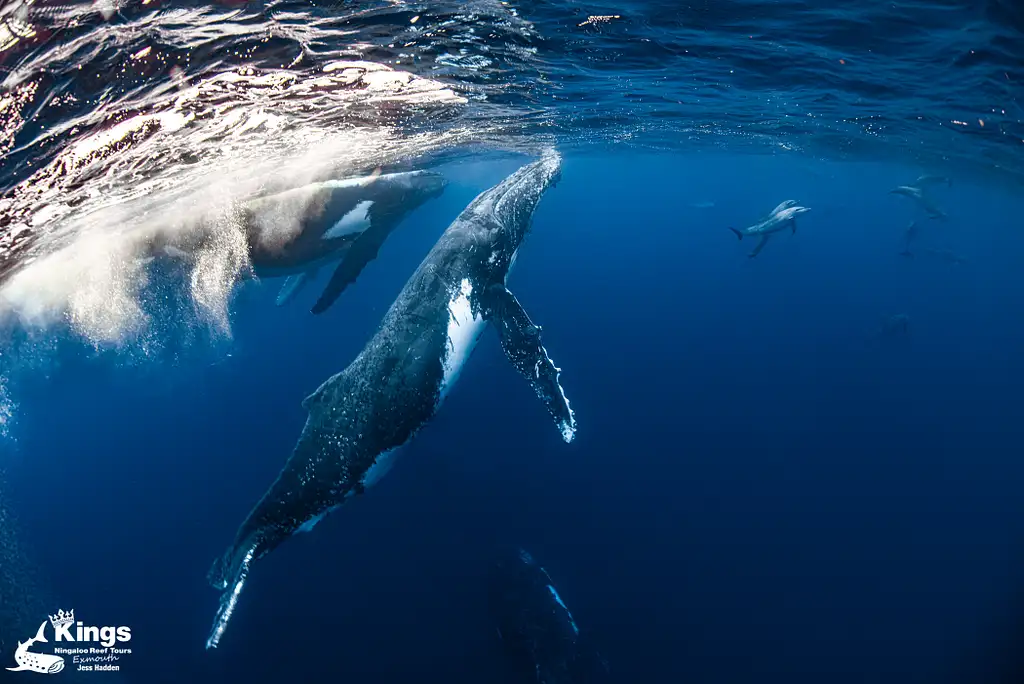 Whale Shark & Humpback Whale Eco Tour (Aug-Sept) | Departing Exmouth