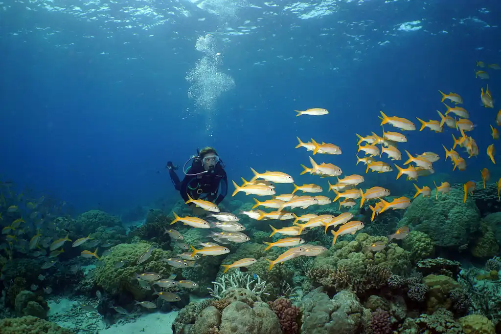 Poseidon Outer Reef Snorkel | Intro Dive | Cert Dive  - Port Douglas