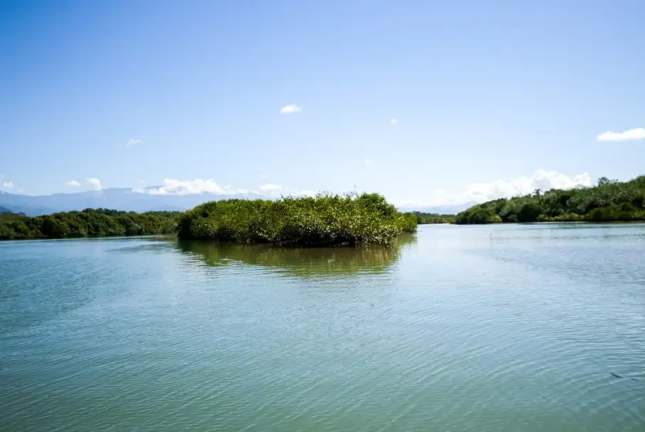 Mangrove Boat Tour