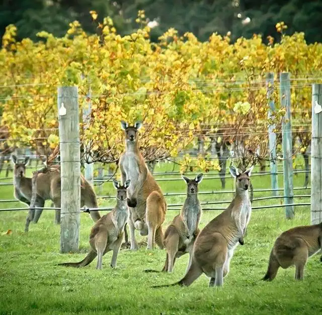 Margaret River Indulge and Discover Tour