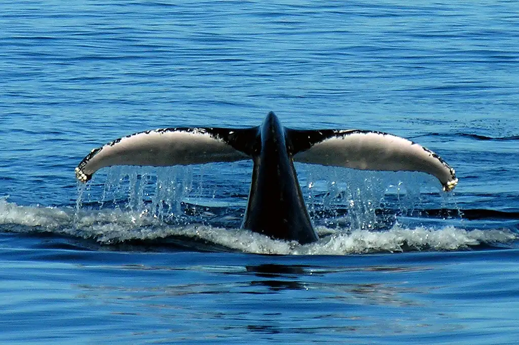 Port Stephens Whale Watching - Day Trip With Sandboarding & 4WD Experience