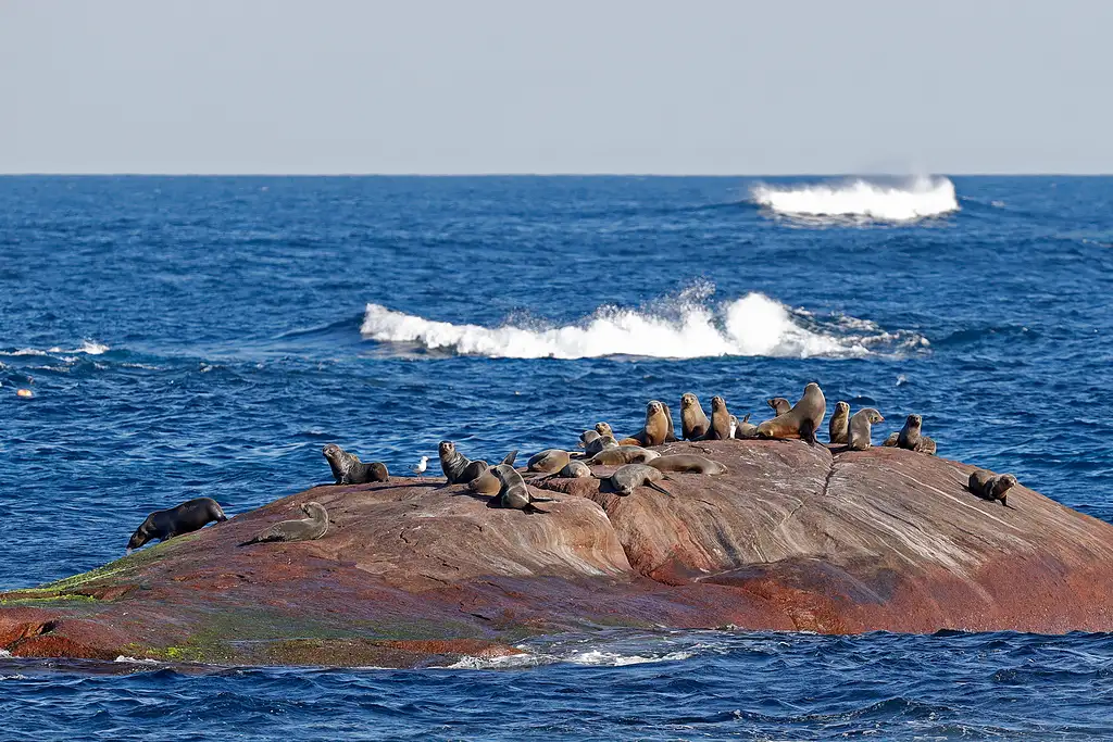 Augusta Whale Watching Eco Tour