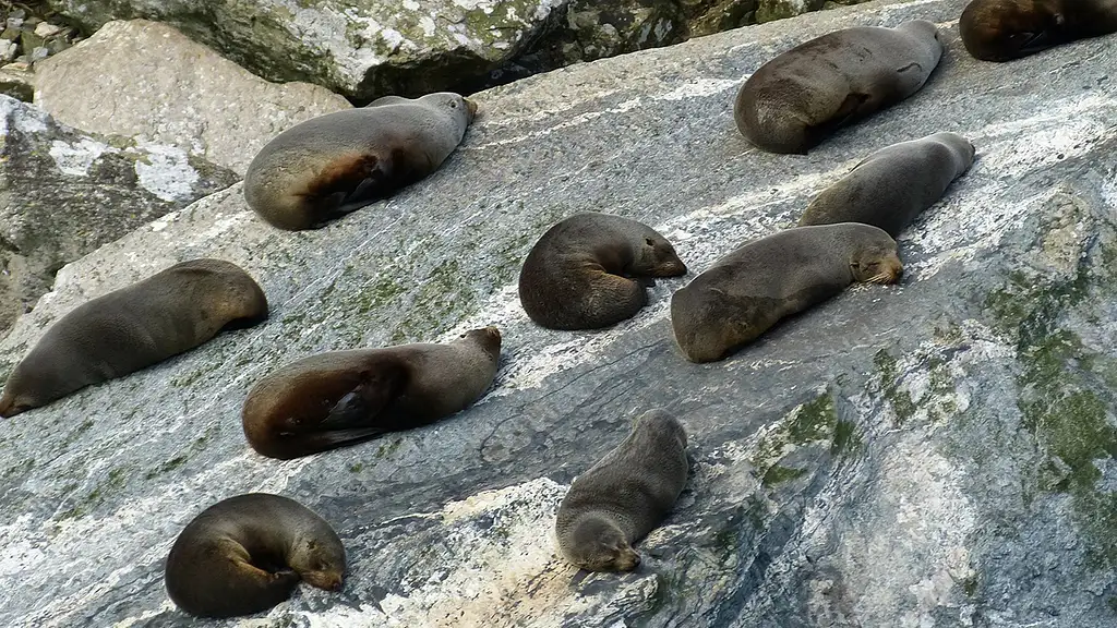 Premium Milford Sound Small-Group Tour, Cruise & Picnic Lunch from Queenstown