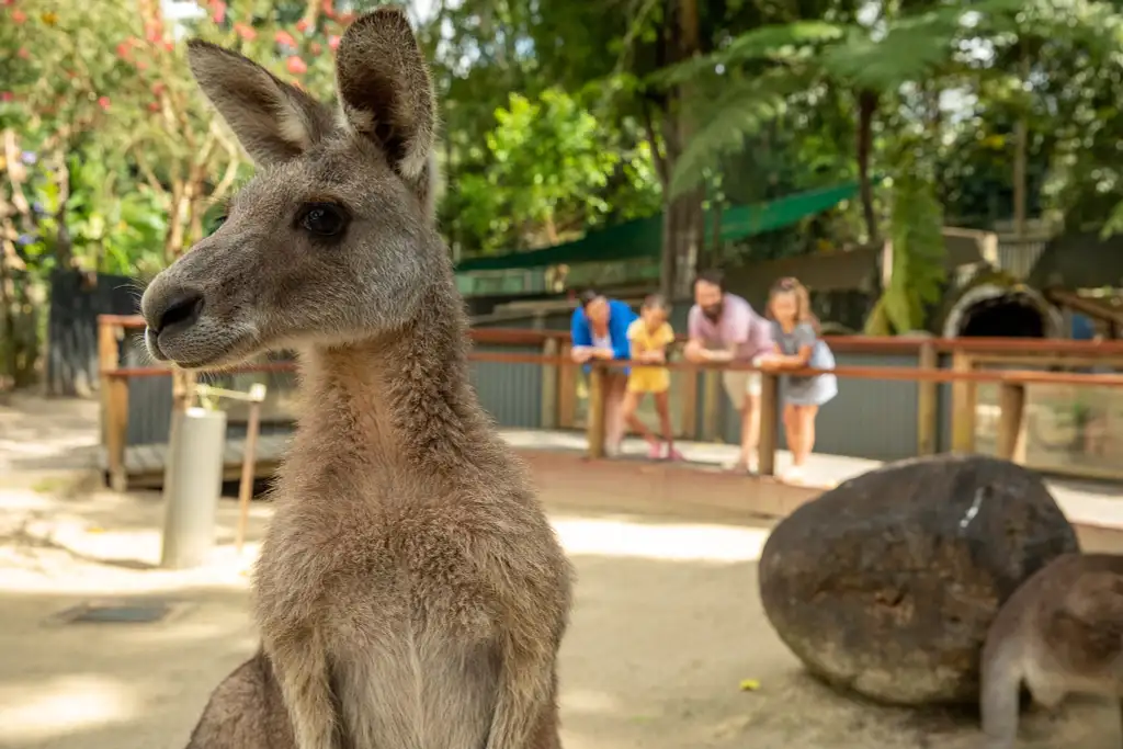 Kuranda Wildlife Experience Package