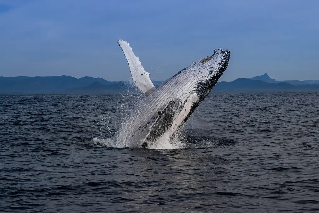 Whale Watching Tour Byron Bay