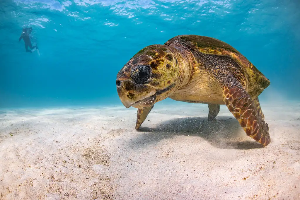 Ningaloo Reef Snorkelling and Wildlife Adventure Tour