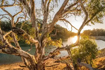 4 Night Murray River Explorer Cruise