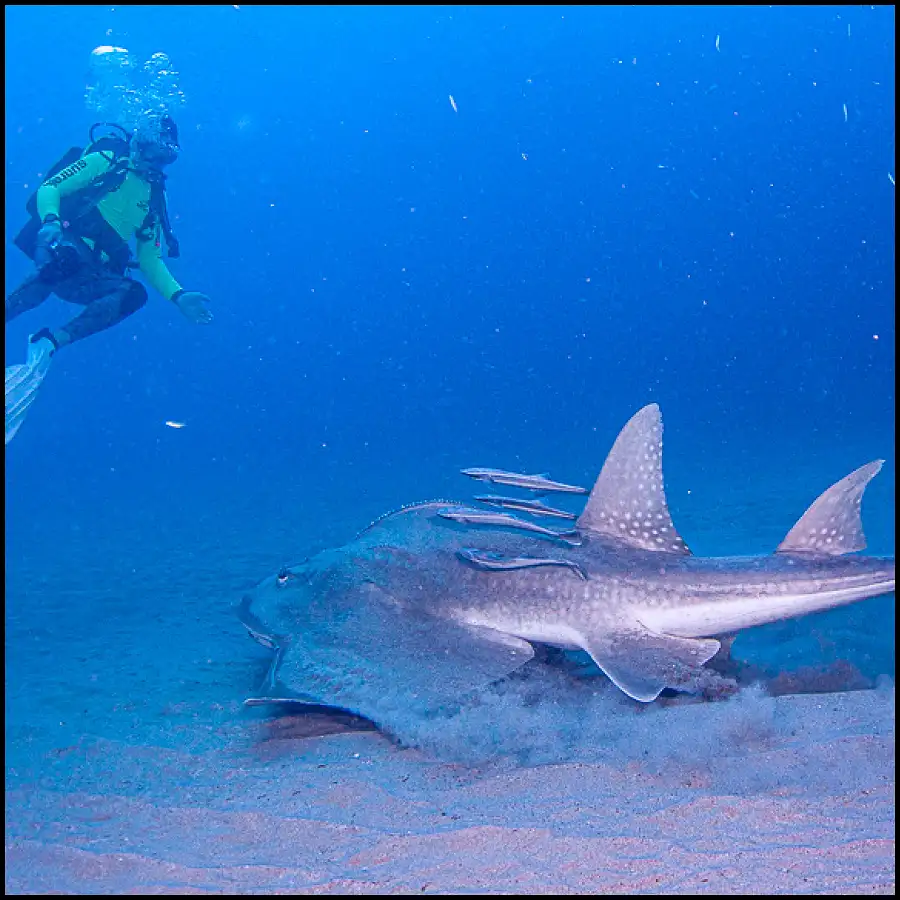 Ex-HMAS Brisbane Double Dive