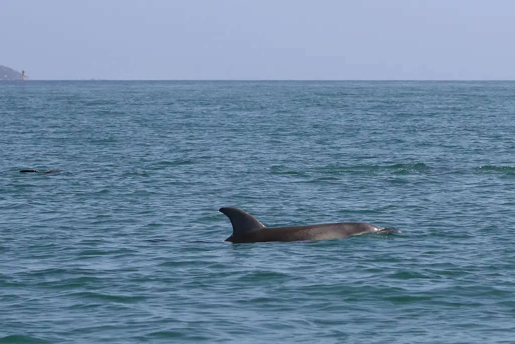 Great Reef Snorkel Tour - Swim with Dolphins and Seals