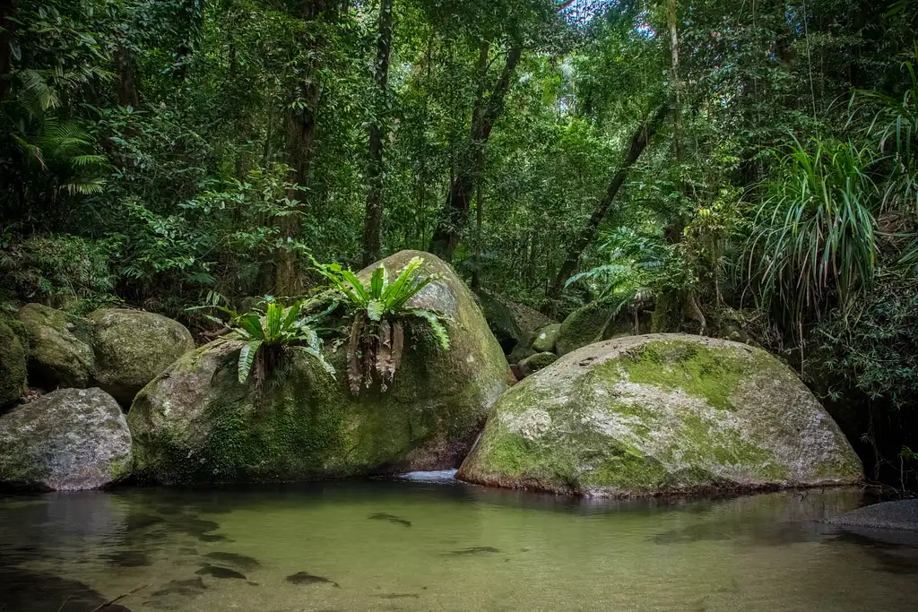 Daintree Rainforest Night Tour | Afternoon Departure