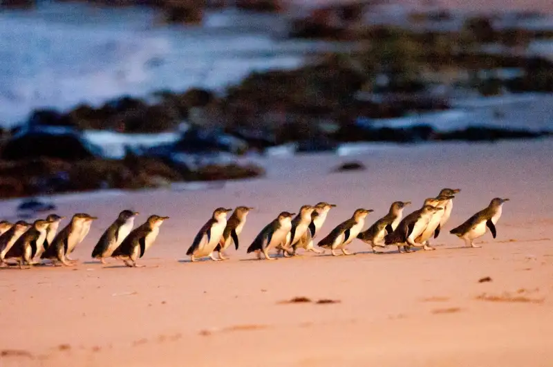 Phillip Island Penguin Parade Afternoon Tour