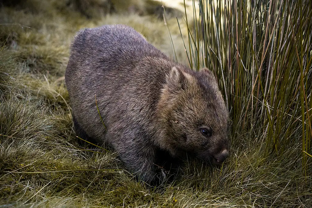 Trek the Cradle Mountain Overland Track