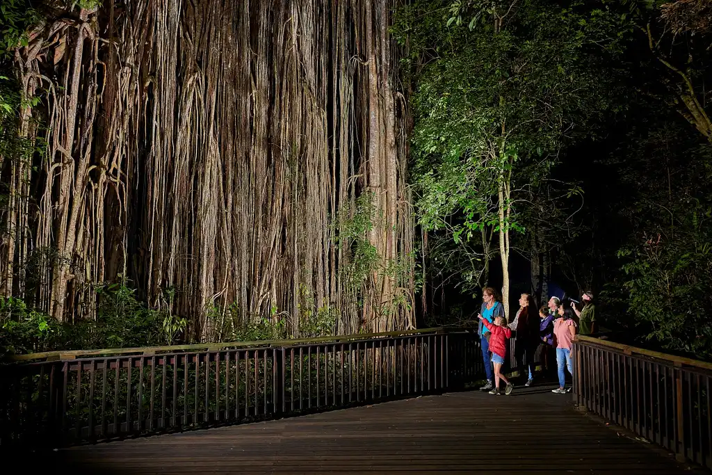 Cairns Rainforest Wildlife Day & Night Tour