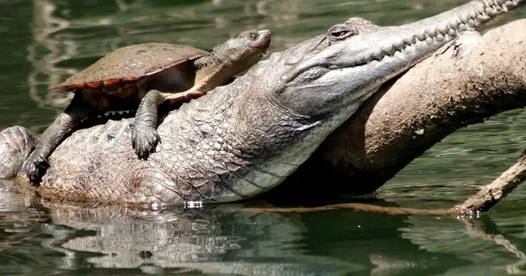 Kuranda Riverboat Tour