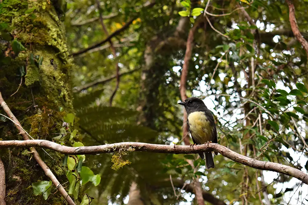 Lake Mapourika Scenic Cruise